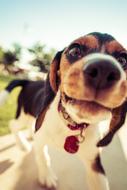 domestic dog close up in blurred background