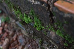 old Moss Green Texture