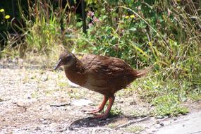 Weka Bird New Zealand