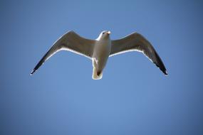 Seagull Bird flying at sky