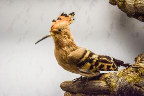 Hoopoe Upupa Epops Animal