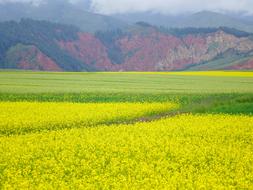 yellow gorgeous flowers field view