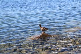 Duck Lake Water