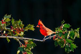 Bird Animal Tree