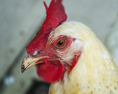 Chicken Poultry Bird on farm