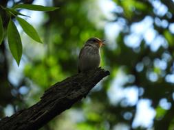 Bird Nature Sing at forest