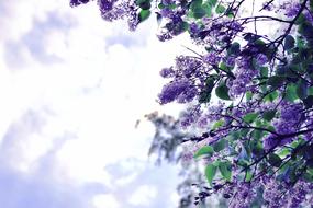 Lilac shrub in bloom at sky
