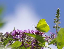 Gonepteryx Rhamni Butterfly Insect