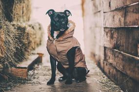 Black Dog in a warm jacket