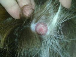 Lyme Erythema on Dog Skin