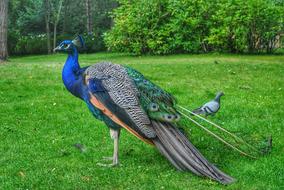Peacock Bird Garden