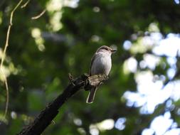 Bird at Forest nature