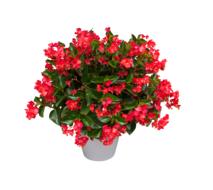 potted flower bush