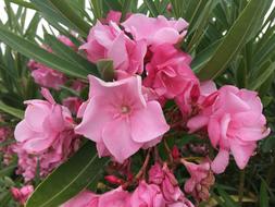 Rosewood oleander