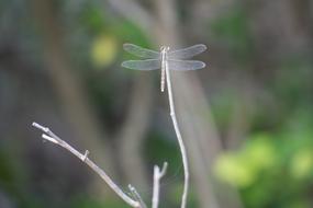 Insect Dragonfly