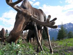 Moose Alaska Animal