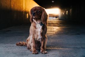 dog in Dark Path Tunnel