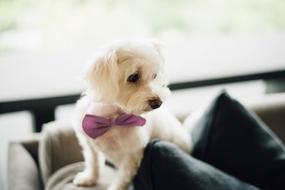 Cute Puppy with Bow Tie