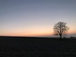 silhouette of a tree in a field