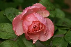 Rosebud in water drops