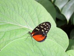 Butterfly Insect on green leaf