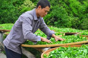 male Chinese farmer