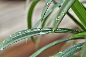 drops of water on the leaves of jewelry lilies