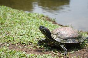 Turtle Red-Eared by the pond
