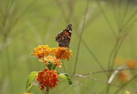 Butterfly Macro Close Green