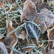 fall leaves frozen view