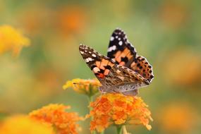 Macro Close up view of Butterfly and orange flowers