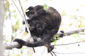 monkeys on a tree in the wild