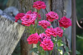 blooming roses near the wooden fence