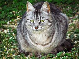 grey Domestic Cat Kitten