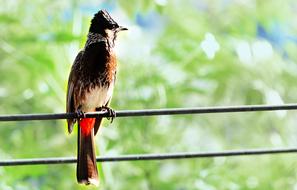 cute Bird at Nature