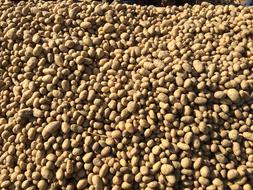 large farm potato crop