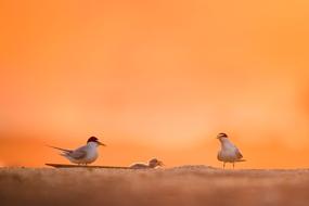 Birds Animal and Orange sky