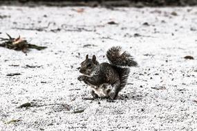 wild Squirrel Animal Eating