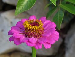 Pink Flower with Yellow core, zinnia