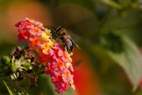 Bee Insect Animal