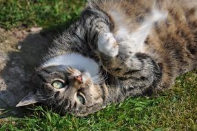 lazy fat cat on the lawn