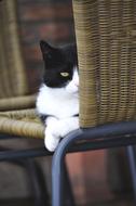 black white cat on a garden chair