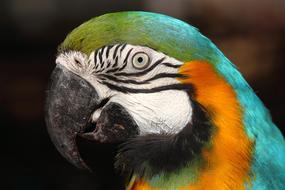 a brightly colored parrot is one cute