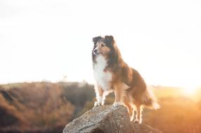 dog on Rock at Sky Sunrise