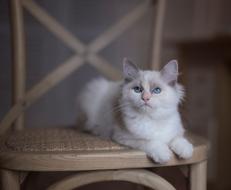 White cat on a chair