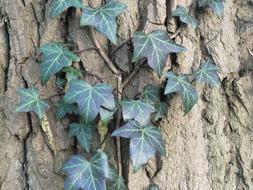 Ivy leaves Bark Tree