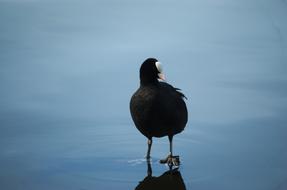 black duck in blue water