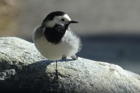 A Little Gray Bird