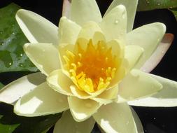 white water lily flower with yellow core on water