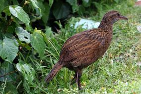 Ralle New Zealand Bird